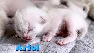 🌀Малышка Ариэль громко мяукает, зовя маму | Тайские котята | Традиционные сиамские кошки и котята