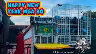 HAPPY NEW YEAR MGA BO! 🪽 #lebrillobrothersloft  #pigeon  #kabutar  #kalapati 