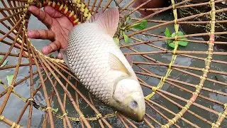 Fishing In Village Pond By Traditional Fishing System!  Best Fishing Video by Polo #fish #fishing