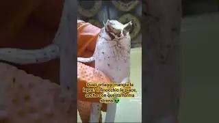 Cosa mangia la lepre?🐰👾👽 #natura #animali #ortaggistrani#lepre #divertenti #sardegna