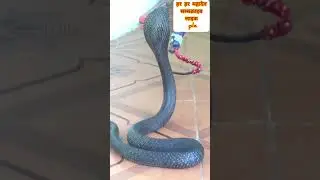 😱Dangerous cobra rescue😱 #shorts #short #youtubeshorts #viral #snake #wildlife #trending