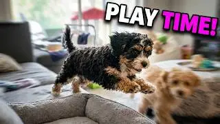 Cavapoo Puppy Loki's Playtime Fun!