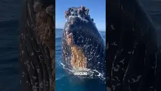Why Whales Throw Themselves Out of the Water