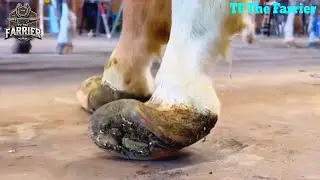Horse Hoof Disaster! Extreme Rot and Infected Growth Removed!