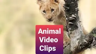 No-copyright Animals Video clips