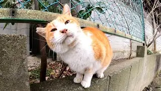  Когда я погладил бездомного кота о стену, кот обрадовался громкому звуку.