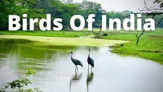 Birds of India | Keoladeo National Park | Bharatpur Bird Sanctuary | Siberian Cranes