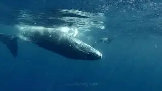 Friendly Humpback Calf playing with Photographer