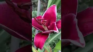 #Shorts | Rio Negro Lily | Stargazer Oriental Lily
