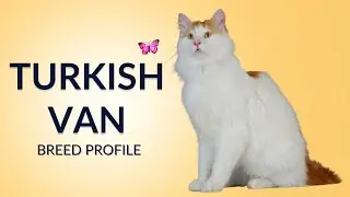 Turkish Van Cat Breed Profile History - Price - Traits - Grooming Needs - Lifespan
