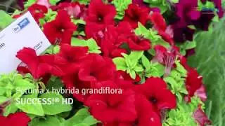 Benary's Virtual Flower Trials 2020: SUCCESS! HD Petunia