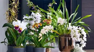 Les Orchid&eacute;es : Beaut&eacute; exotique et secrets d'entretien 🌸