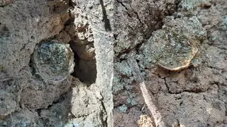 Searching For Cork Lid Trapdoor Spiders in Mississippi 
