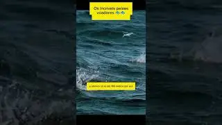 Peixes que voam?