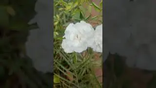 Climbing Rose, delightful plant, gives abundant blooms during winters.
