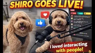 Finally Going Live! 🔴 Shiro First Stream & Viewer Q&A