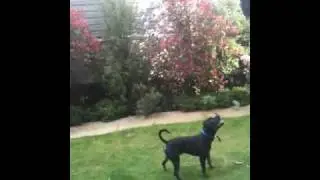 Tujf