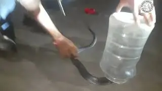 Rescue cobra venomos snake in india .Wild life Rescue team 9824544190.#viralvideo #viral #short