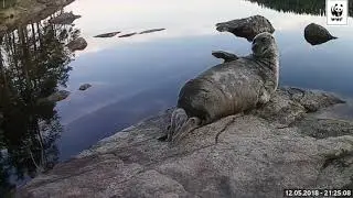 Pullervo the Saimaa Ringed Seal