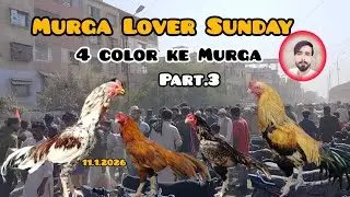 Lalukhet Murga Market White Murga and black  Java cheeks Rabbit video Sunday Karachi 2026 & part 3 