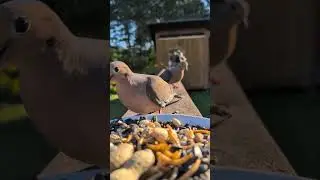 Song sparrow, blue jay, mourning dove #birds #wildlife #molting #birdwatching #vermont