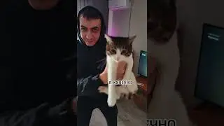 Dota one LOVE and CAT #cat #прикол #юмор #блогер #кот #funny #котики #топ #котик