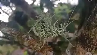 یہ lichen katydid ہے جس کا سائنسی نام Markia hystrix ہے اور تعل