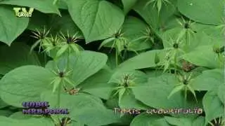Flora View - Eenbes - Herb Paris -  Paris quadrifolia