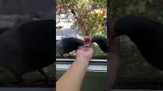 Кептер #кептер #shorts #short #reel #reels #pigeon #paloma #piccione #Taube #Pombo #gołąb #कबूतर #鳩