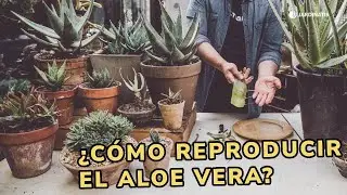 &iquest;C&oacute;mo REPRODUCIR ALOE vera? 🌿 &iexcl;Tres formas de reproducir esta suculenta! 🌱 👩&zwj;🌾 Jardinatis
