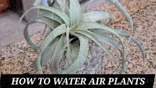 HOW TO WATER AIR PLANTS #30