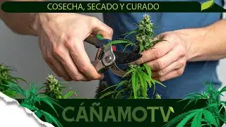 COSECHA, SECADO Y CURADO: LO ESENCIAL 👌 Mars Hydro