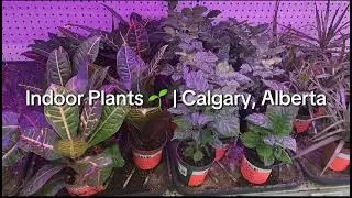 Indoor Plants | Calgary, Alberta 🌱 
