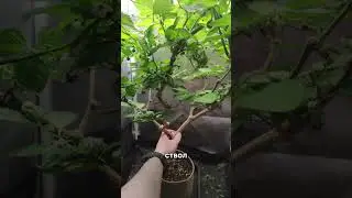 🌶️Нужно ли опылять острый перец? Хабанеро Chocolate Habanero Pepper. #plants #растения #pepper #grow