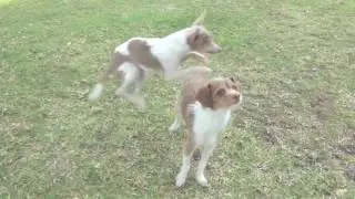 Lovely dogs / Милые собачки