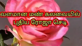 புதிய ரோஜா செடிக்கு வளமான மண் கலவை / Potting soil for Roseplant/MJ