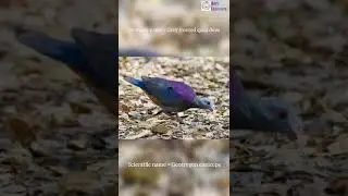 Scientific name of Grey fronted quail dove