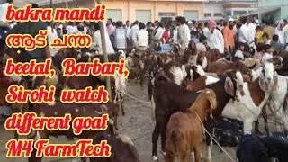 bakra mandi | ആട് ചന്ത | beetal,  Barbari, Sirohi  watch different goats |M4 FarmTech