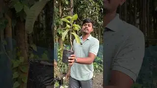 Red king 1 guava #allindiadelivery #farming #agriculture #fruit #plantnursery #gardening #guava