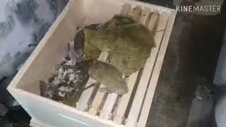 derretendo cera em casa usando caixa