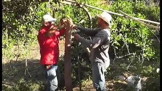 COMO FAZER UM GALINHEIRO APROVEITANDO UM PEDA&Ccedil;O DO QUINTAL   by Anthony Michael