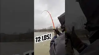 The Fight of a 72 lb GIANT Catfish (Part 2) #shorts #okumacatslayer