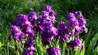 What flowers to plant in the fall before winter