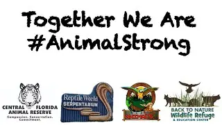Together We Are #ANIMALSTRONG