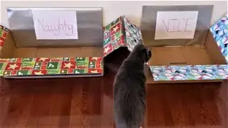 Are my Cats on the Naughty or Nice List?
