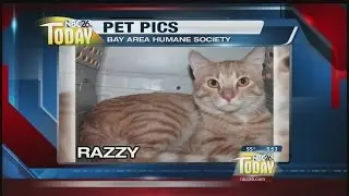 Pet Pics with the Bay Area Humane Society