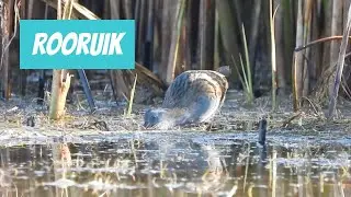 Rooruik (Rallus aquaticus; Water Rail)