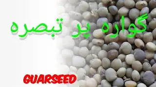 Guar price today 15 dec 2022 | Guar seed arrival in local makret | Guar market down