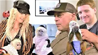 Daddy Dressed the Monkeys! | Too Cute! | Capuchin Monkey | Cinnamon Monkey | Pet Monkey