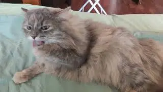 Cat's tongue | responds to the call